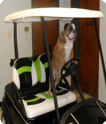 bobo-on-cart.jpg