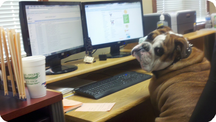 winston-on-computer-2.jpg